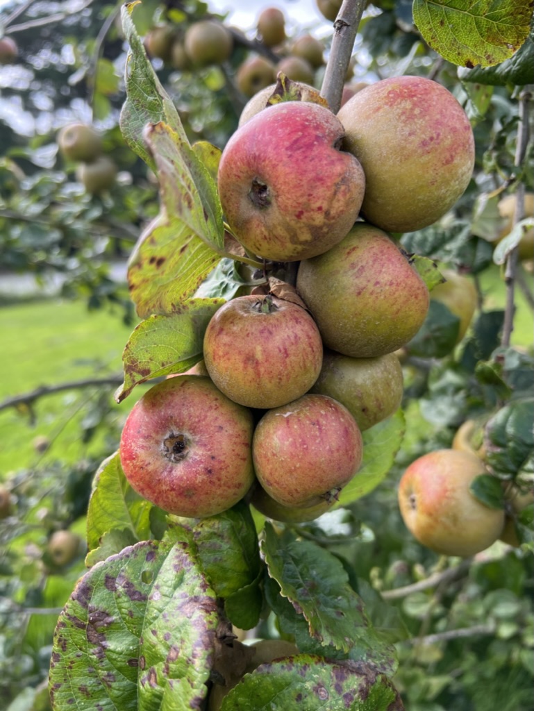 British Cider and British Cheese