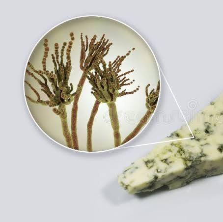 Penicillium roqueforti